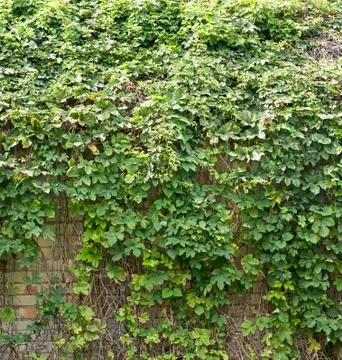 Green creeper Stock Photos