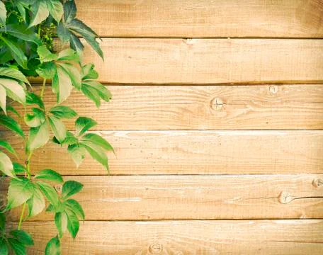 Green creeper Stock Photos