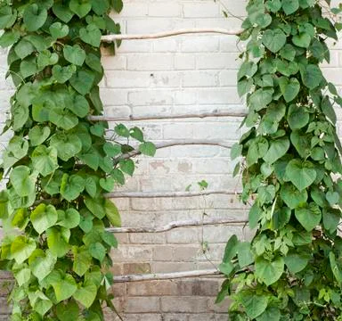 Green creeper Stock Photos