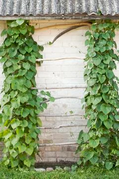Green creeper Stock Photos