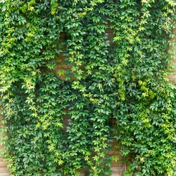 Green creeper Foto stock