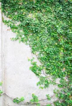 Green creeper Stock Photos
