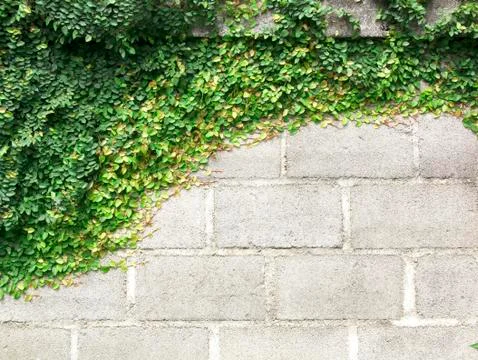 Green Creeper Foto stock