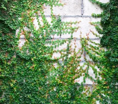 The Green Creeper Stock Photos