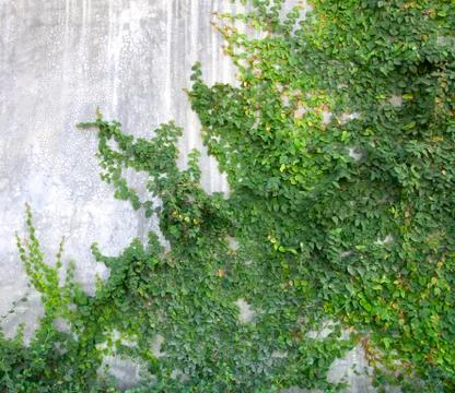 The Green Creeper Stock Photos