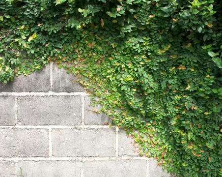 The Green Creeper Stock Photos