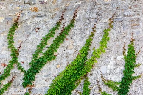 Creeper plant on a wall, Stock image