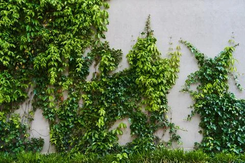 The Green Creeper Plant on a wall. Background Stock Photos