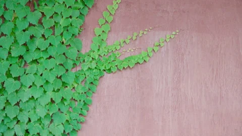 Green creeper on red wall Stock-Footage 277354988