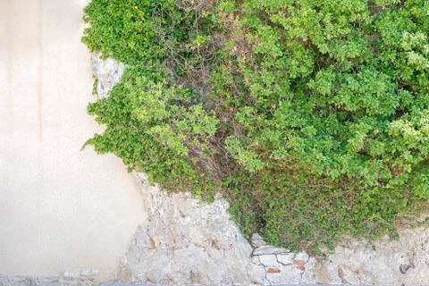 Green creeper on the wall Stock Photos