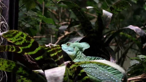 The green crested basilisk in leaves Stock Footage 266686397