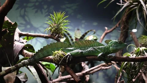 The green crested basilisk in leaves Stock Footage 266686411