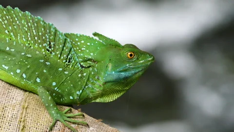 Green Crested Basilisk Lizard with orange eyes beside Jungle Stream Vídeo Stock 334616689