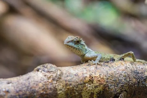 Green crested lizard, black face lizard Stock Photos