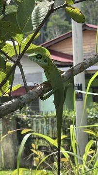 Green Crested Lizard on Guava Tree Branch in Tropical Garden Foto stock