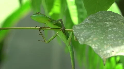 Green Crested Lizard, Malaysia Stock Footage 132617348