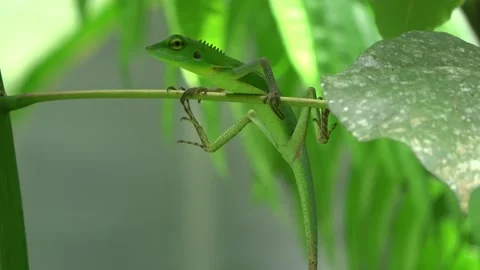 Green Crested Lizard, Malaysia Stock Footage 132617407