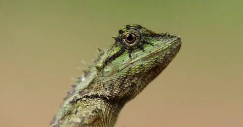 Green crested lizard in the nature. Stock Footage 77415396