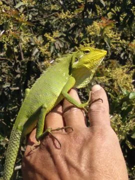 Green Crested Lizard Perched on Human Hand in Tropical Nature Stock Photos