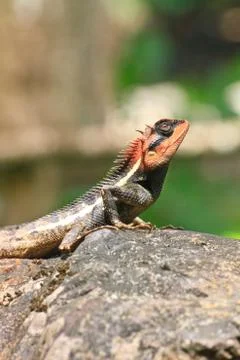 Green crested lizard 스톡 사진