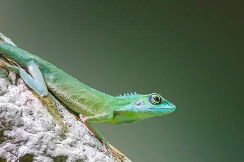 Green crested lizard Stock Photos