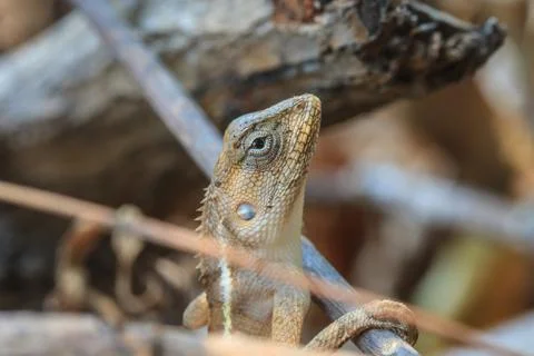 Green crested lizard 스톡 사진
