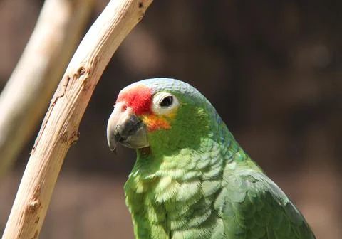 Green Crested Parrot. Stock Photos