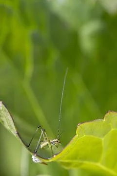 Green cricket navigating leaf edge in nature Stock Photos