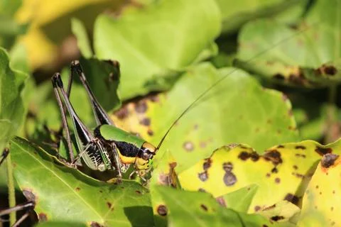 Green Cricket Foto stock