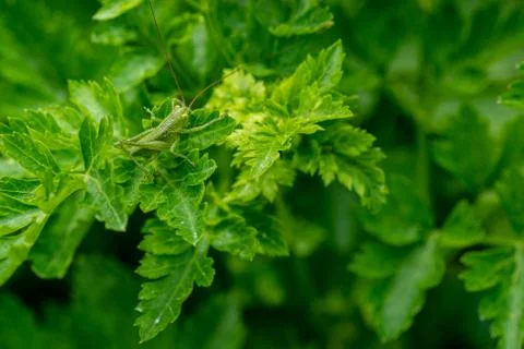 Green cricket Stock Photos