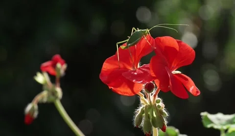 Green cricket on red geranium Stock Footage 281564052
