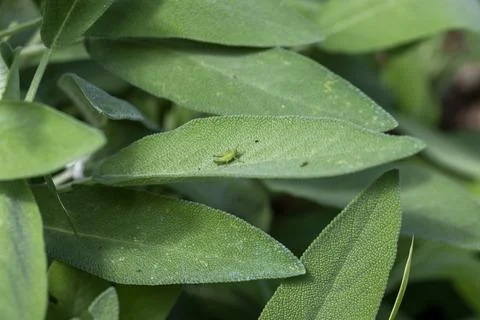 Green cricket on sage sheets Stock Photos