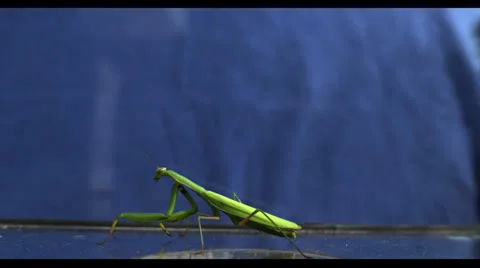 GREEN CRICKET IN SLOW MOTION Stock Footage 25273242