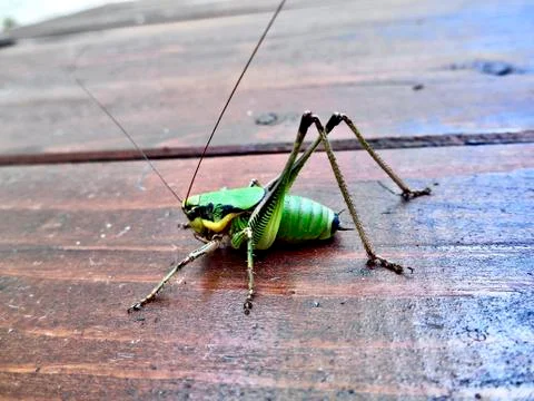 Green cricket on the table Stock Photos