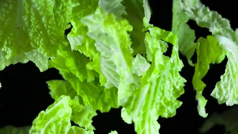 Green Crispy Leaves of Cabbage HD Pro Stock Footage 74542609