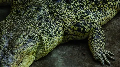 Green crocodile. Stock Footage 48549691