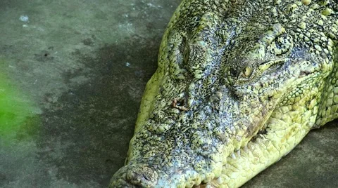 Green crocodile. Stock Footage 48549777