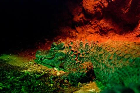 A green crocodile in a red light Stock Photos