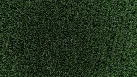 Green crop corn field drone top view Stock Footage 140221032