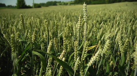 Green crop field Vidéo 46843176