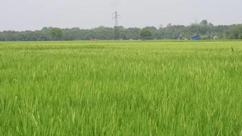 Green Crop Field Stock Footage 333961483