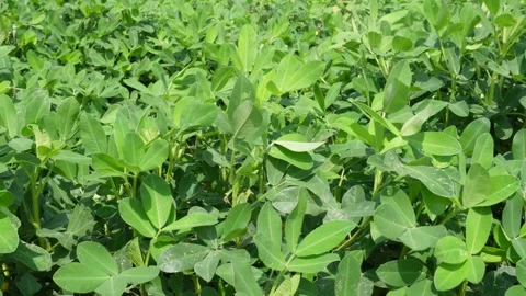 Green Crop Field Video stock 335211345