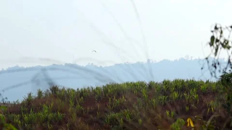 Green Crop Field on Hillside with Bird Flying Over Misty Mountains Stock Footage 328823980