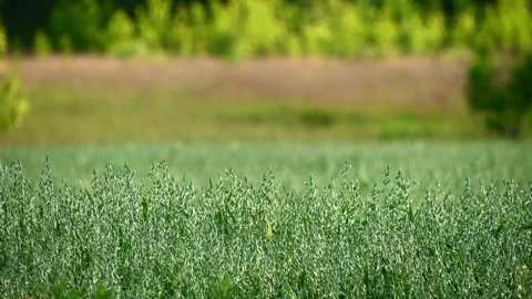 Green crop field swaying in wind on rural meadow during summer. The oat (Av.. Stock Footage 336977950