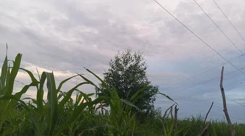 Green Crop Field Under Cloudy Sky and Tree 스톡 사진