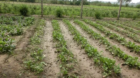 Green crop growing in multiple rows Stock Footage 114392081