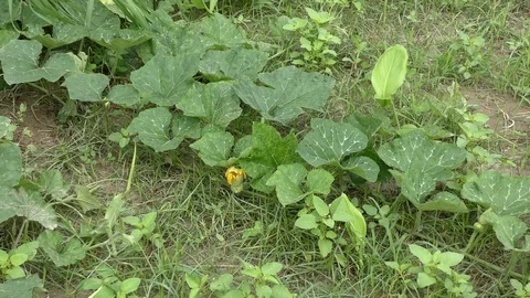 Green crop growing of pumpkins Stock Footage 114391695