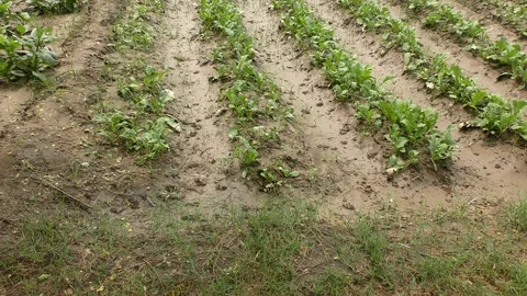 Green crop growing in rows of soil in the fields Stock Footage 114391975