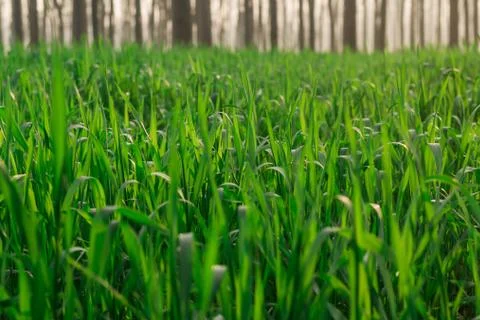 Green Crop Stock Photos