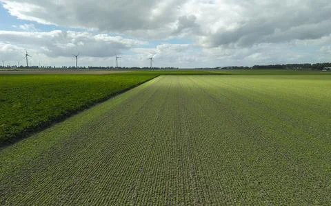 Green crop rows in field with wind turbines in background under cloudy sky Foto stock